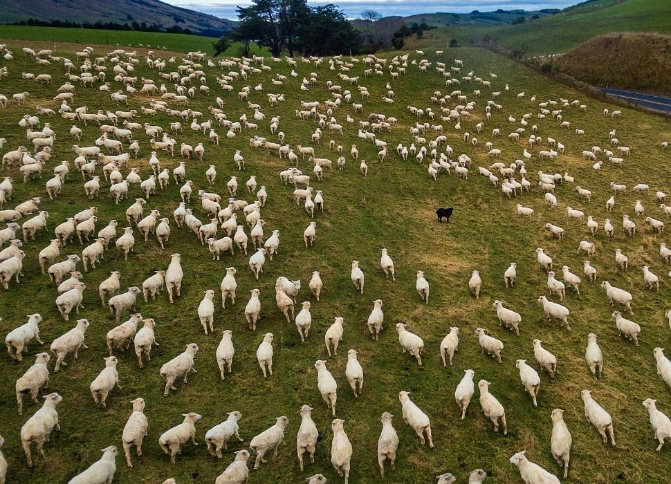 Black sheep of the family